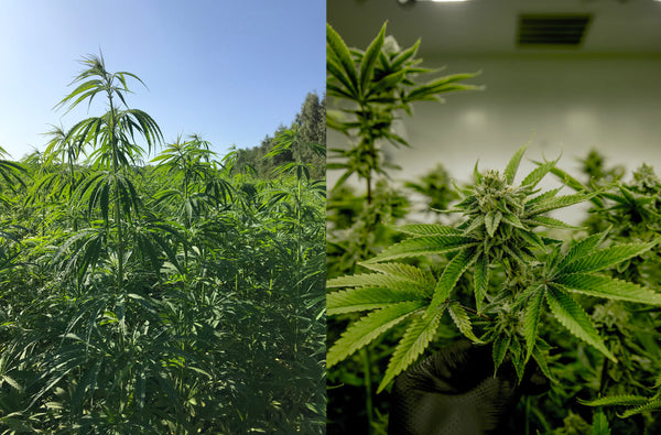 II. Het verschil tussen Hennep en Cannabis
